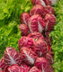 Radicchio Rosso Di Verona